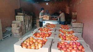 Baja producción de tomates en épocas de calor debido al alto costo y la falta de asistencia gubernamental - Nacionales - ABC Color