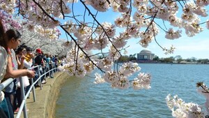 Washington se rinde ante los cerezos en flor, aunque este año viven su edición más modesta