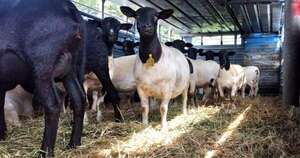 La Nación / Carne ovina a Israel: toda la cadena productiva tiene un “enorme futuro”