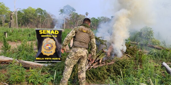 Operativo “Tenondetê”: Senad erradicó 10 hectáreas de marihuana en Bella Vista Norte