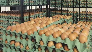 ¡Se volverá a comer tortilla con huevos!