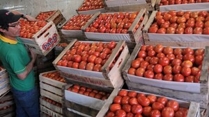 La producción de tomate podría llegar a pico en junio