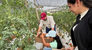 Productores cosechan y concretan venta de 200 kg de tomate
