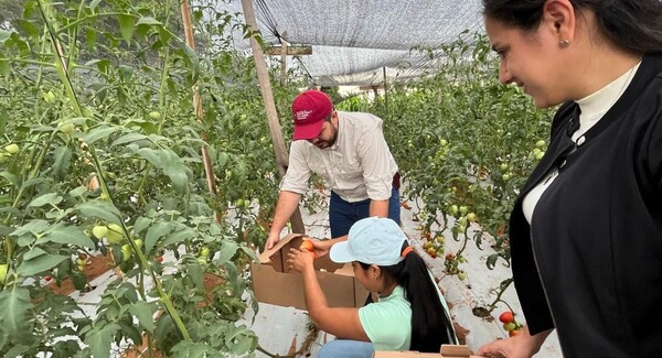 Productores cosechan y concretan venta de 200 kg de tomate