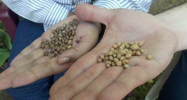 Productores de la agricultura familiar se preparan para obtener semillas certificadas