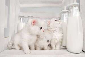 Estos son los beneficios y riesgos de darle leche a los gatos - Mascotas - ABC Color