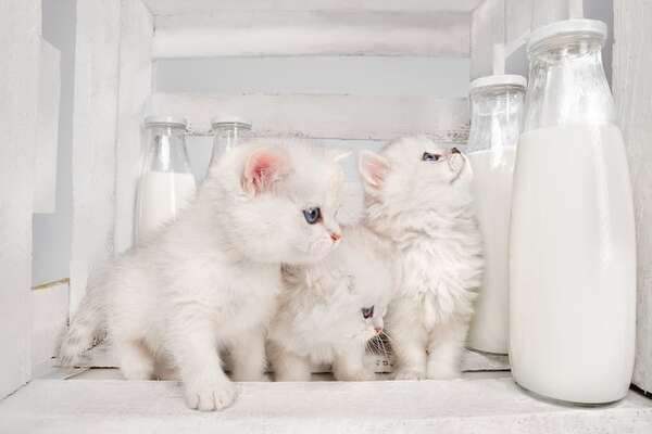 Estos son los beneficios y riesgos de darle leche a los gatos - Mascotas - ABC Color