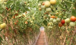 Prevén exportar tomate nacional a Argentina durante todo el año: “Estamos preparados” – Prensa 5