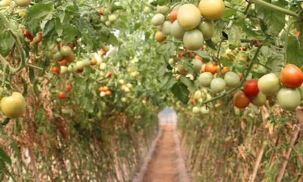 Prevén exportar tomate nacional a Argentina durante todo el año: “Estamos preparados” – Prensa 5