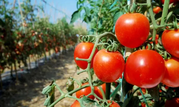 Paraguay apuesta a la exportación de tomate a Argentina durante todo el año - OviedoPress