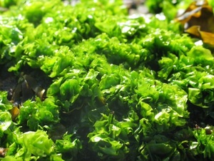 Con el agua salada, las algas serían la próxima revolución en el Chaco paraguayo - 1000 Noticias