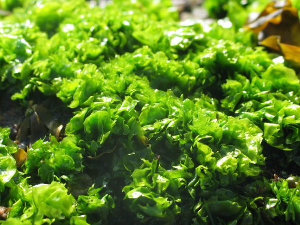 Con el agua salada, las algas serían la próxima revolución en el Chaco paraguayo - 1000 Noticias