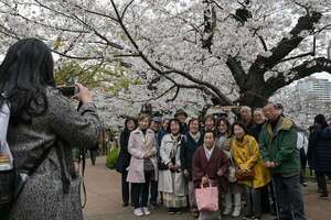 Turistas deslumbrados ante los cerezos en flor en Tokio: las fotos más sorprendentes - Viajes - ABC Color
