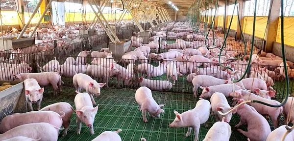 Productores porcinos critican exclusión de carne de cerdo en programa Hambre Cero