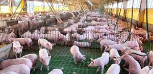 Lamentan exclusión del picadito de cerdo de la dieta escolar: “desacredita la calidad de la producción local” - Economía - ABC Color