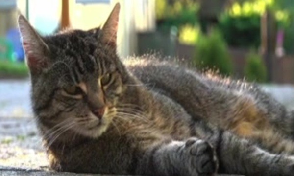 Especialista explica sobre enfermedades infecciosas en gatos y avances en medicina felina - SNT