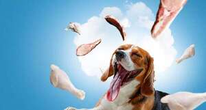 ¿Los perros sueñan?: lo que revela la ciencia sobre su descanso - Mascotas - ABC Color