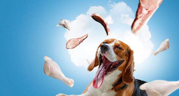 ¿Los perros sueñan?: lo que revela la ciencia sobre su descanso - Mascotas - ABC Color