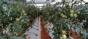 Producción nacional de tomate llegaría a su pico en el mes de junio próximo | Locales | 5Días