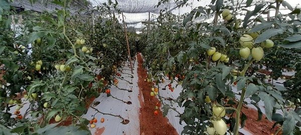 Producción nacional de tomate llegaría a su pico en el mes de junio próximo | Locales | 5Días