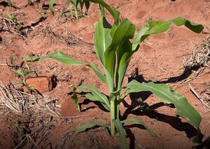 Pese a lluvias recientes, continúa el déficit hídrico en cultivos