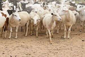Histórico: Israel abre sus puertas a la carne ovina  - ABC Campo - ABC Color