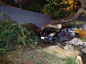 Un árbol cayó sobre un auto tras tormenta en Asunción - Nacionales - ABC Color