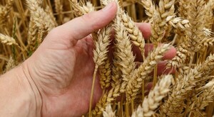 Trigo: Recomiendan diversificar variedades e incluir aquellas resistentes a enfermedades de espiga
