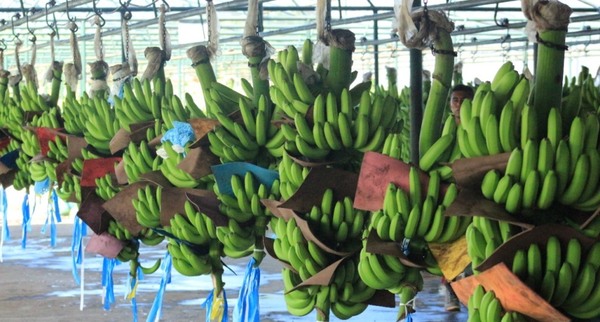 MAG impulsa planificación estratégica y marco legal para el sector bananero