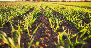 Lluvias renuevan esperanza en el campo