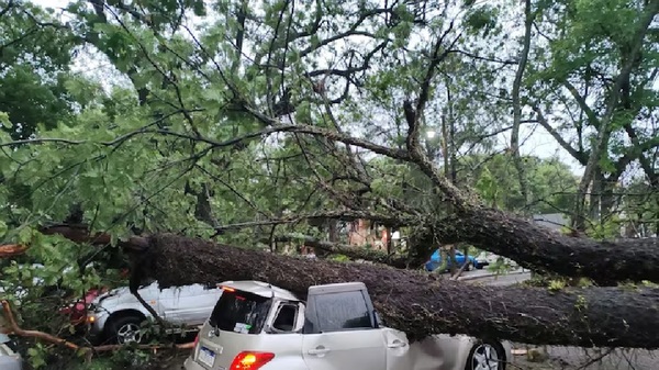 Un árbol cayó sobre un auto tras fuerte tormenta en Asunción - OviedoPress
