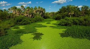 Gran Chaco: Un modelo para el crecimiento  económico sostenible y la conservación ambiental