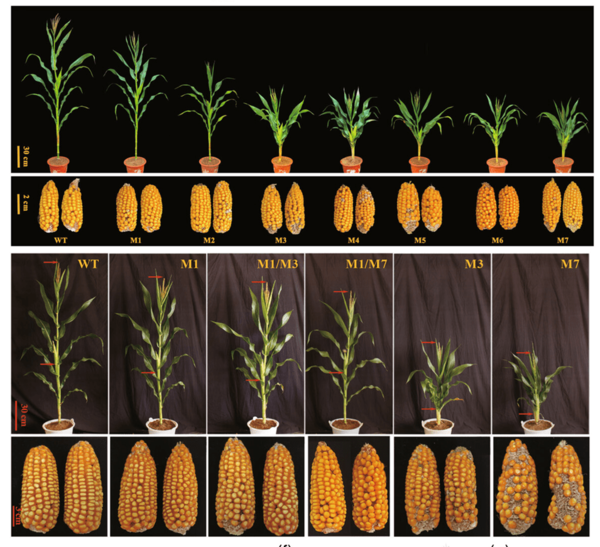 Investigadores desarrollan plantas de maíz de baja estatura, para evitar el acame