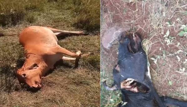 ¿Qué le hizo esto a las vacas? Extraño hallazgo vuelve a poner en alerta a pobladores: “nos da miedo”
