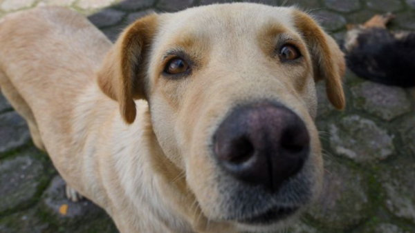 Maltrato Animal: Piden fomentar la educación sobre el cuidado animal en escuelas y comunidades
