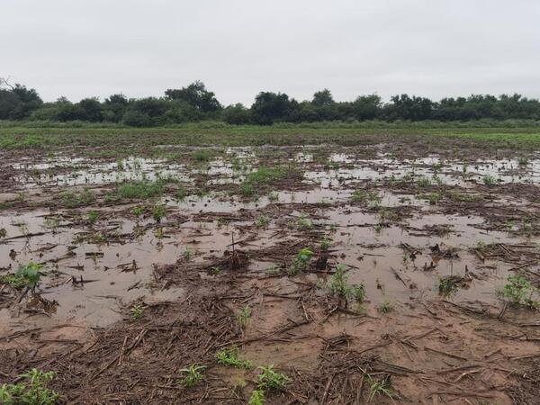 Lluvias traen alivio en el Norte, pero empiezan a preocupar en el Chaco | Agronegocios | 5Días