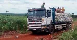 La Nación / Senave constató en la chacra origen de mandioca retenida por contrabando