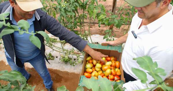 La Nación / Producción permanente de tomates en Caazapá podría llegar a la exportación
