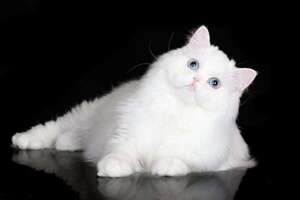 Gatos con tendencia a la sordera: qué razas tienen mayor riesgo - Mascotas - ABC Color