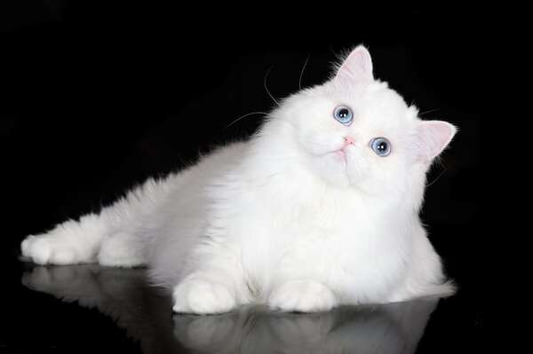 Gatos con tendencia a la sordera: qué razas tienen mayor riesgo - Mascotas - ABC Color