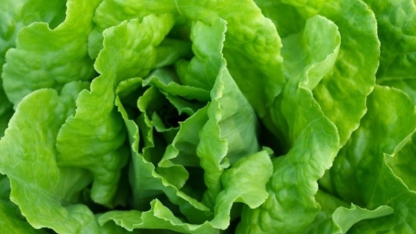 Científicos de Israel desarrollan lechuga editada genéticamente con mayor nivel de pro-vitamina A, vitamina C y antioxidantes