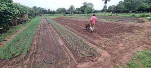 Lluvias registradas en los últimos días benefician a los productores hortícolas de la capital de Misiones - Nacionales - ABC Color