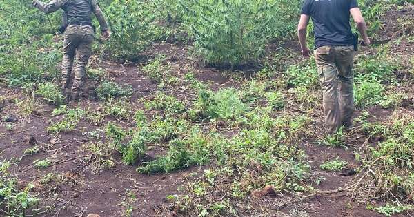 La Nación / Eliminan cultivos de marihuana en Zanja Pytã