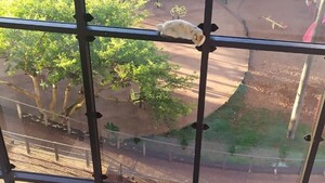 Video: El dramático rescate de un gato atrapado en las alturas del Palacio de Justicia en PJC