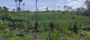 Senad eliminó 51 toneladas de marihuana en ofensiva contra el narcotráfico - .::Agencia IP::.