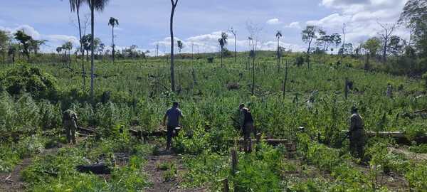 Senad eliminó 51 toneladas de marihuana en ofensiva contra el narcotráfico - .::Agencia IP::.