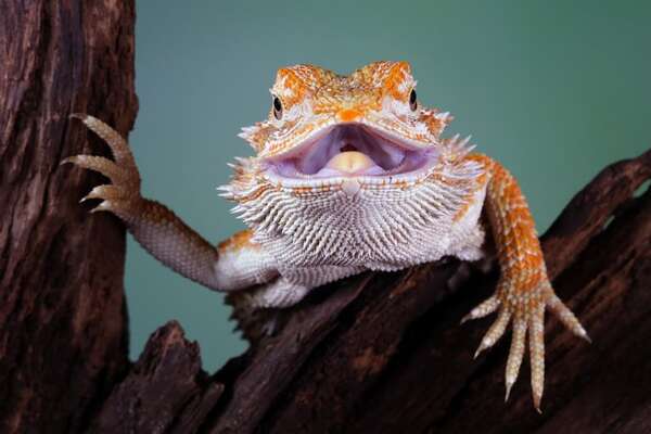 Diferencias entre iguanas y dragones barbudos: reptiles curiosos - Mascotas - ABC Color