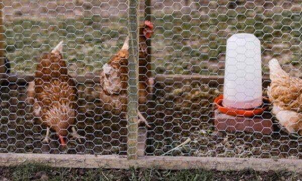 Niño de 12 años tocó alambre de un gallinero y murió