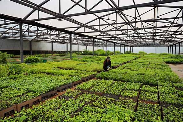 Itaipú produjo 321.376 plantines forestales y medicinales en el primer trimestre del 2025 | DIARIO PRIMERA PLANA