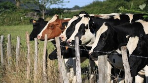 En Villarrica se protegen del chupacabras con agua bendita y pindo karai
